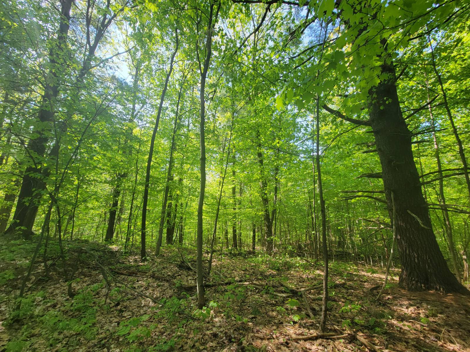 #23 photo, 00 Maple Ridge Rd, DeKalb Junction , NY 13642