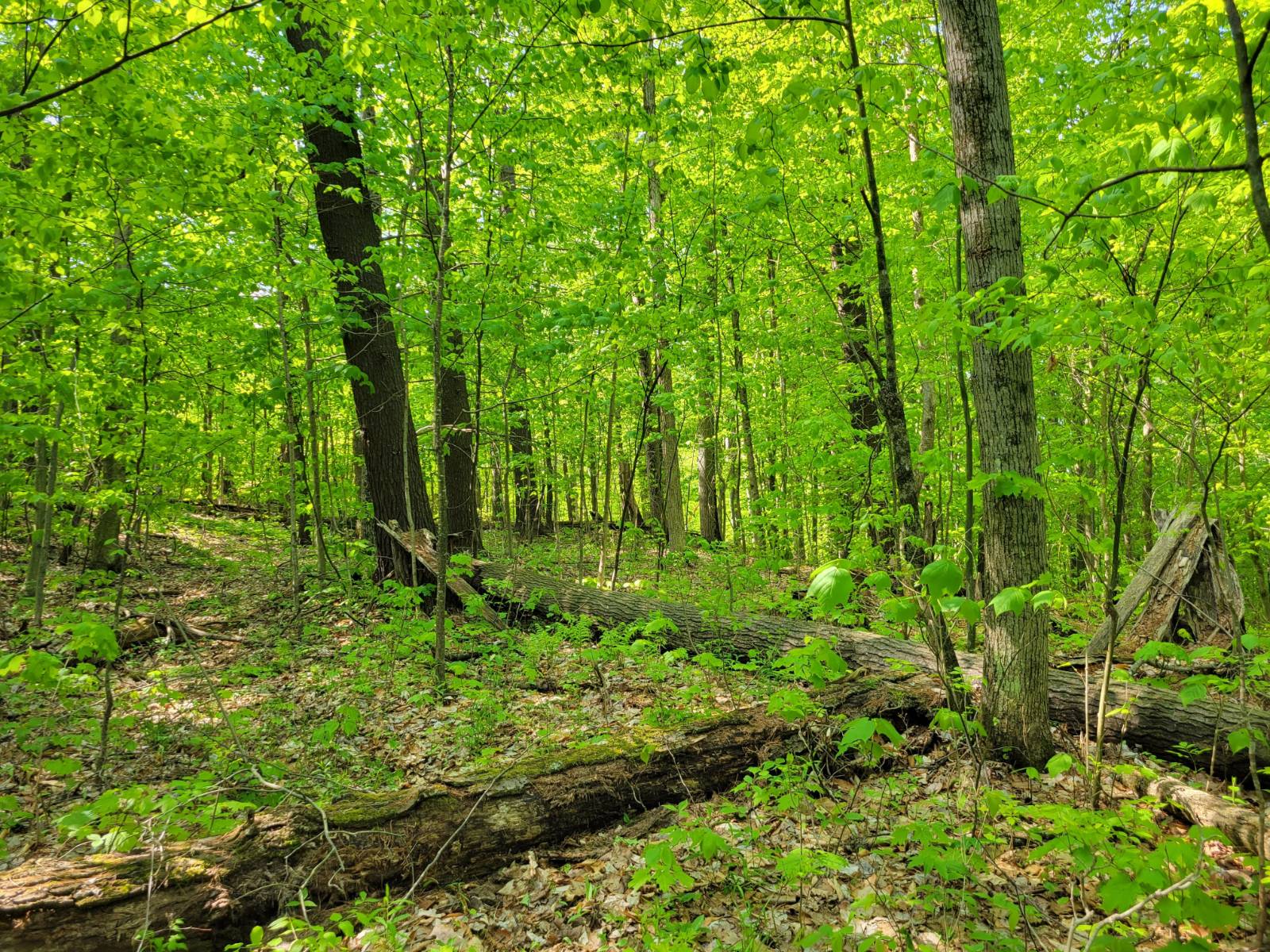 #28 photo, 00 Maple Ridge Rd, DeKalb Junction , NY 13642