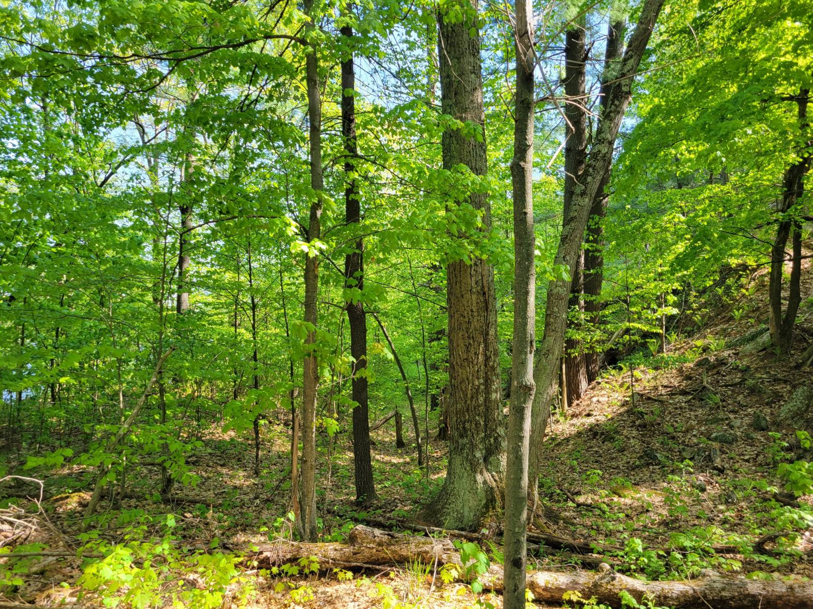 #29 photo, 00 Maple Ridge Rd, DeKalb Junction , NY 13642