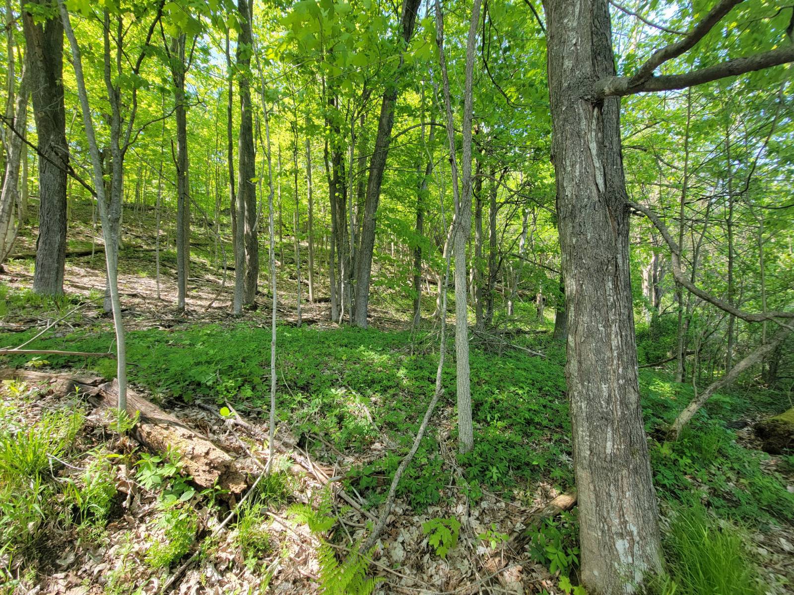 #35 photo, 00 Maple Ridge Rd, DeKalb Junction , NY 13642