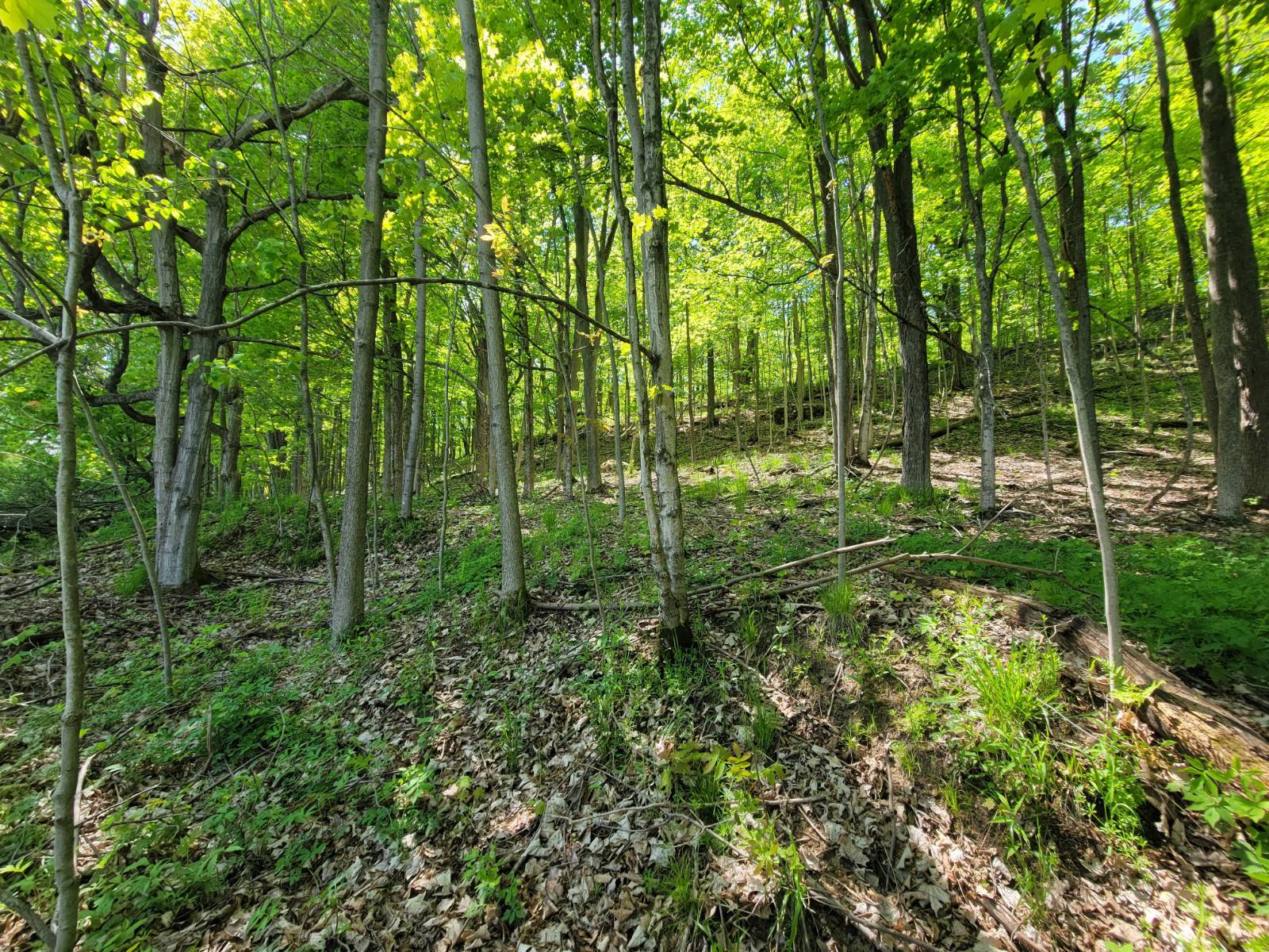 #36 photo, 00 Maple Ridge Rd, DeKalb Junction , NY 13642