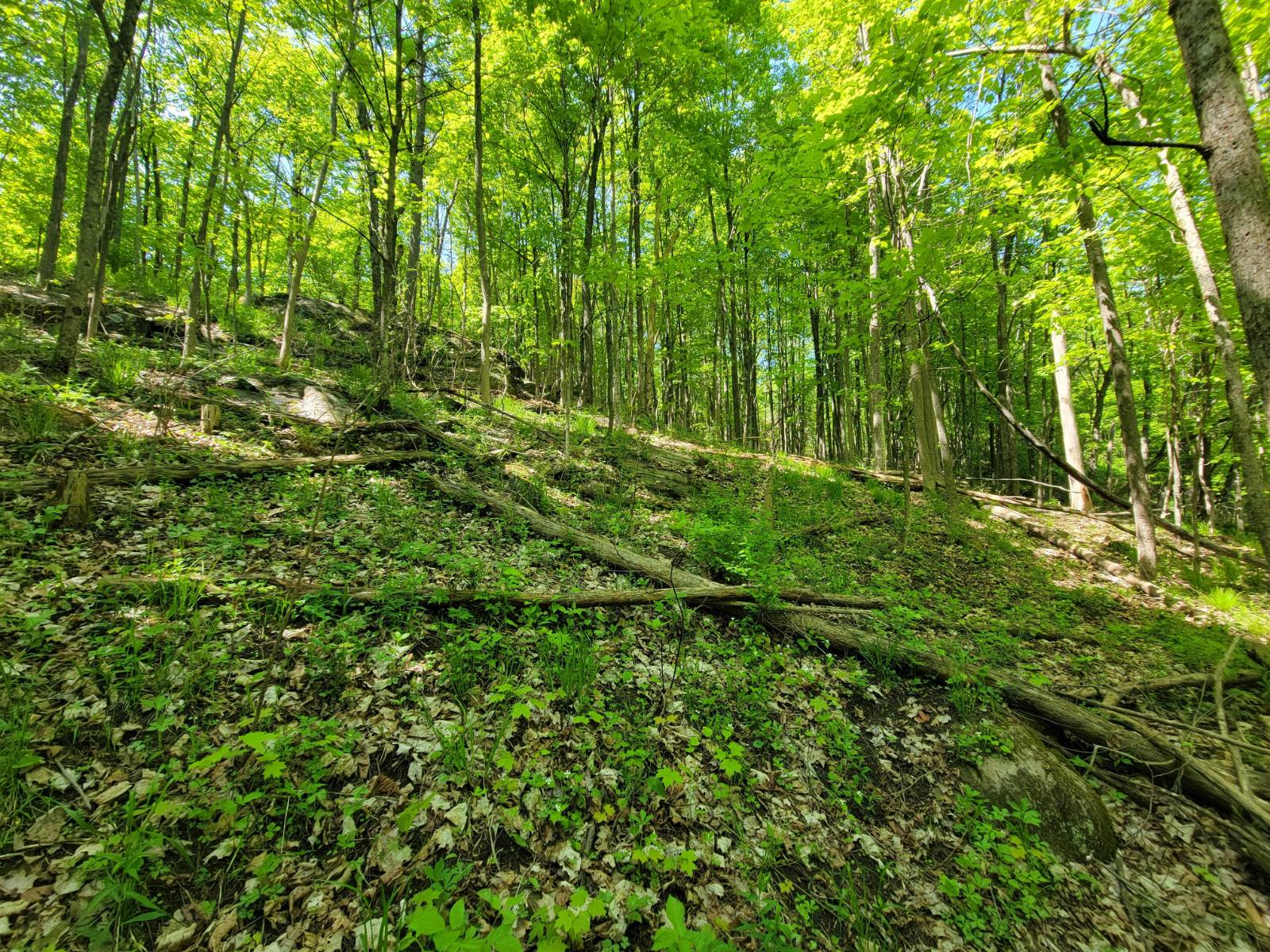 #38 photo, 00 Maple Ridge Rd, DeKalb Junction , NY 13642