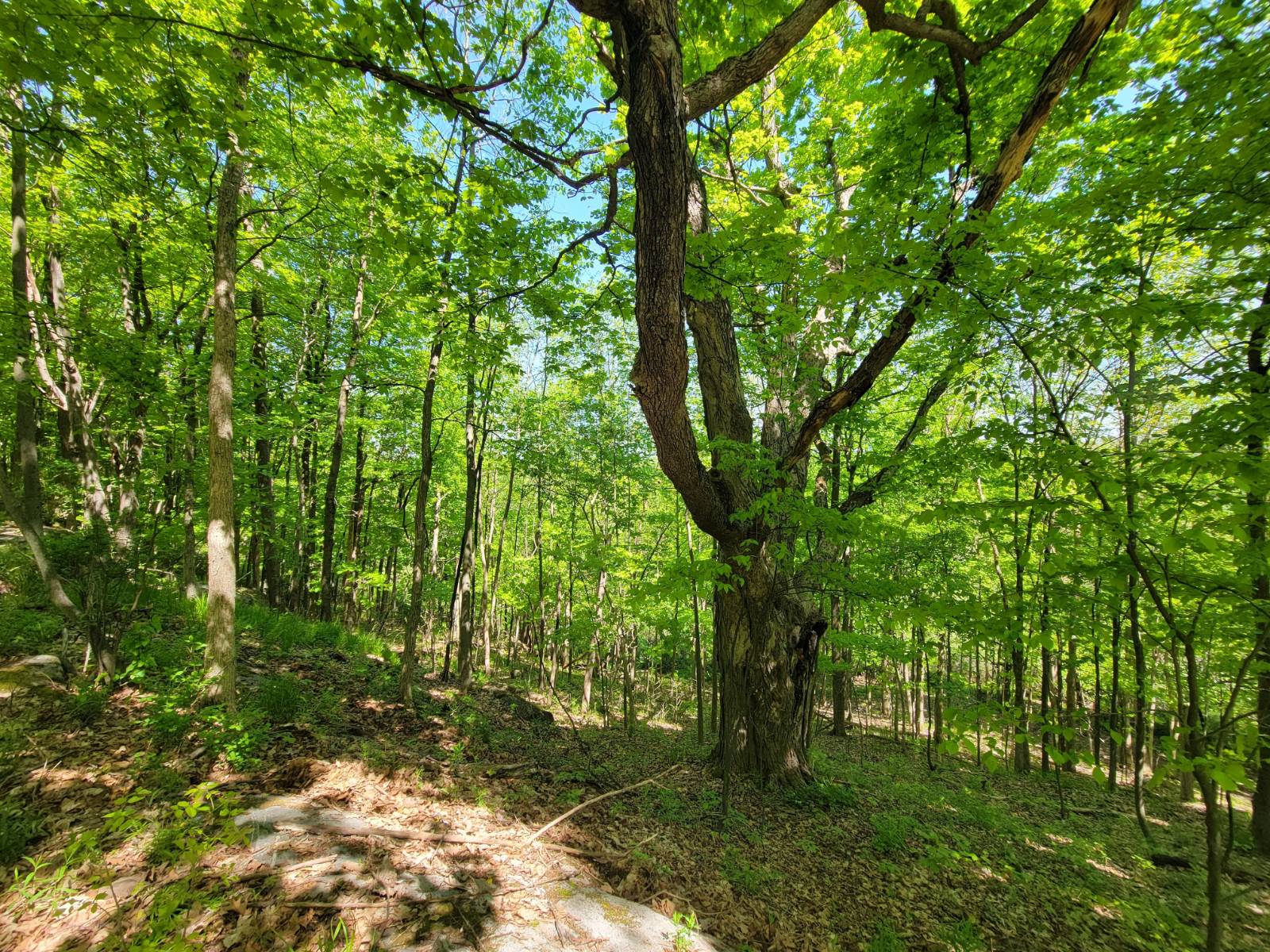 #42 photo, 00 Maple Ridge Rd, DeKalb Junction , NY 13642