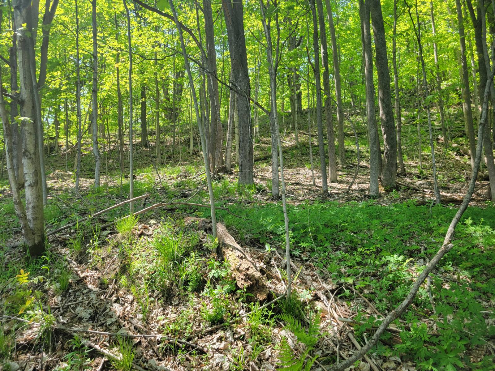 #43 photo, 00 Maple Ridge Rd, DeKalb Junction , NY 13642