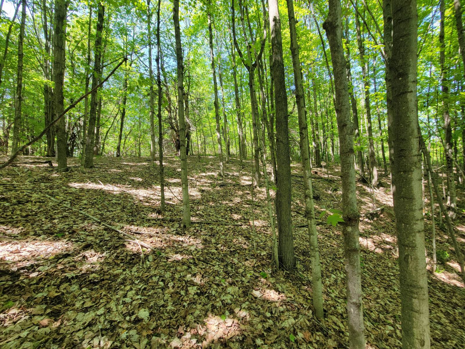 #46 photo, 00 Maple Ridge Rd, DeKalb Junction , NY 13642