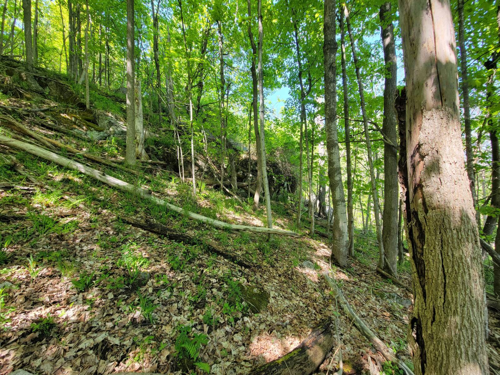 #47 photo, 00 Maple Ridge Rd, DeKalb Junction , NY 13642