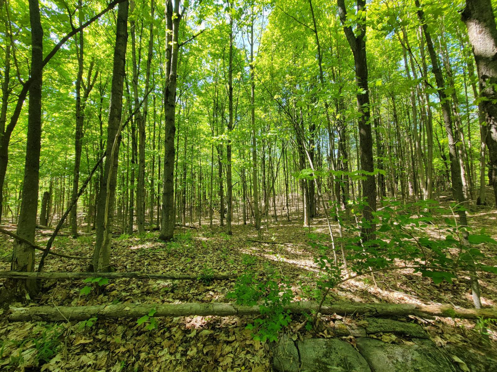 #49 photo, 00 Maple Ridge Rd, DeKalb Junction , NY 13642