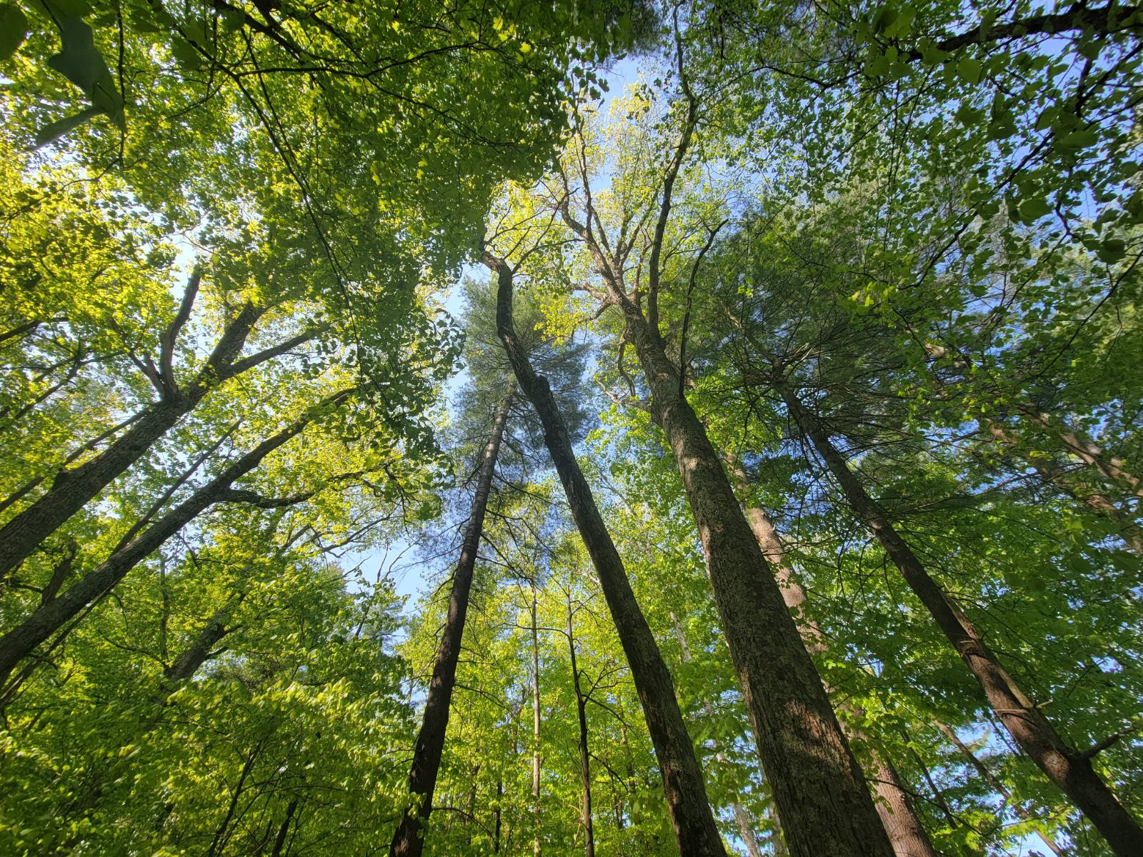 #7 photo, 00 Maple Ridge Rd, DeKalb Junction , NY 13642