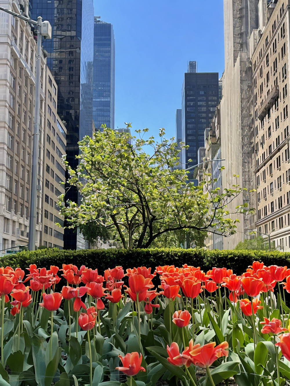 #13 photo, 115 E 61ST Street, Lenox Hill , NY 10065