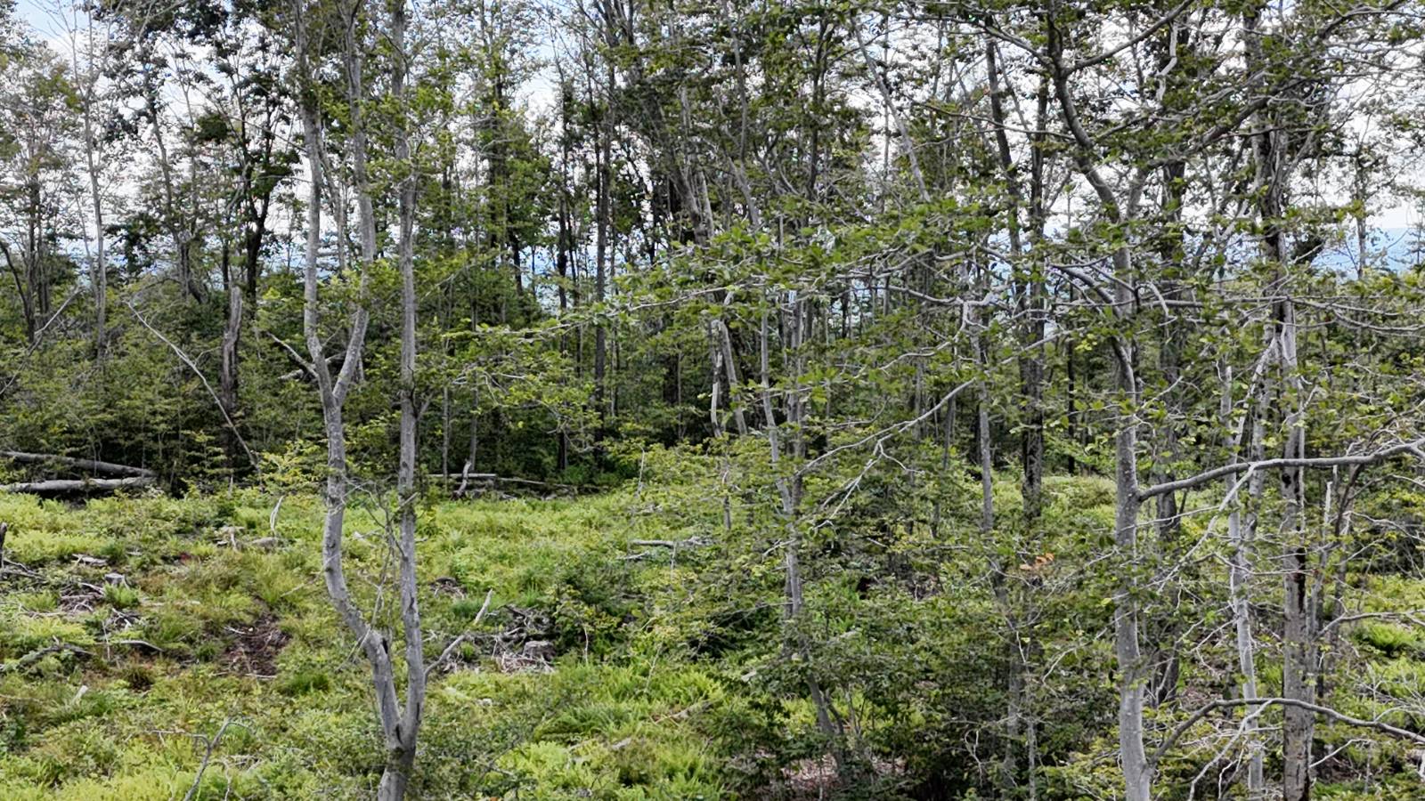 #11 photo, 00 Switzer Rd, Salisbury Center , NY 13454