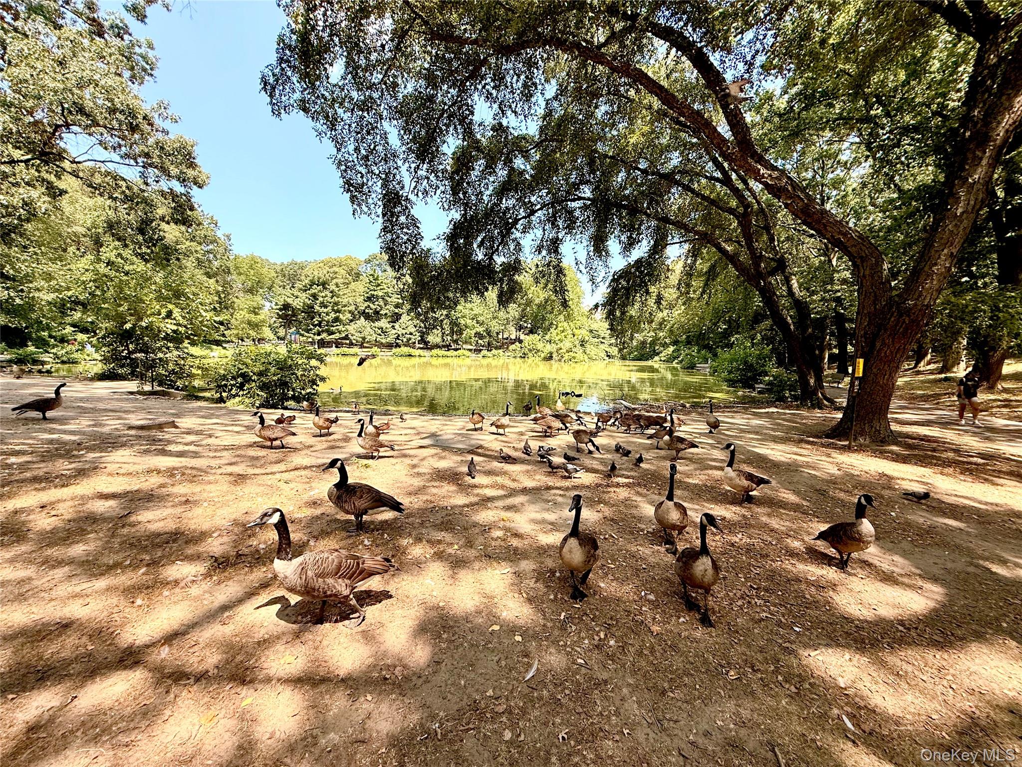 #15 photo, 165-20 Highland Avenue, クイーンズ区 Jamaica Hills , NY 11432