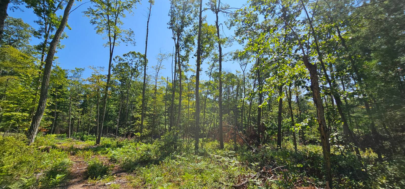 #13 photo, Lot 8.1 Eckes Road, Narrowsburg , NY 12764