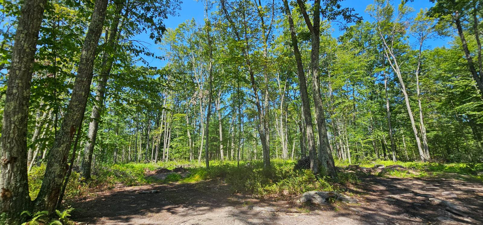 #16 photo, Lot 8.1 Eckes Road, Narrowsburg , NY 12764