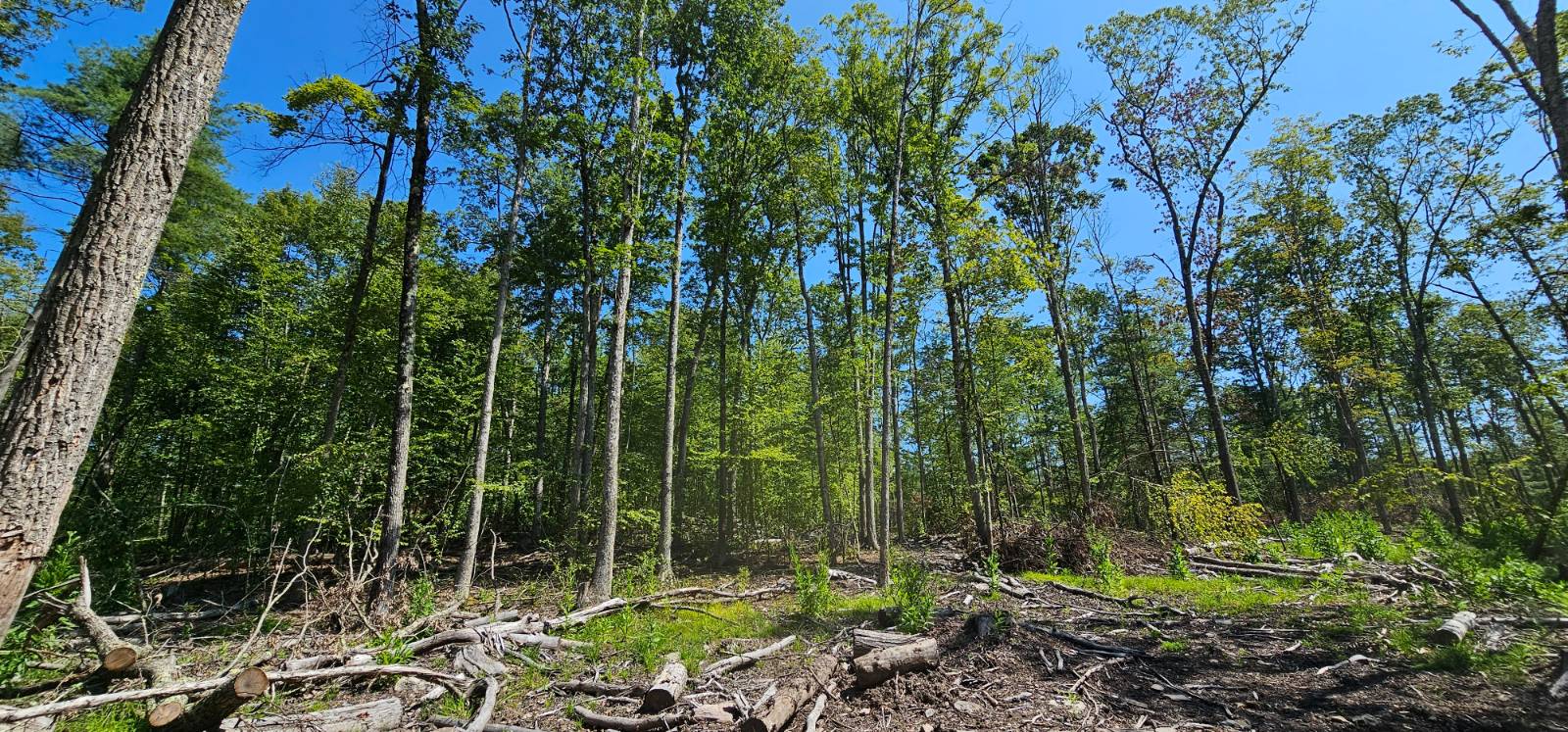 #4 photo, Lot 8.1 Eckes Road, Narrowsburg , NY 12764