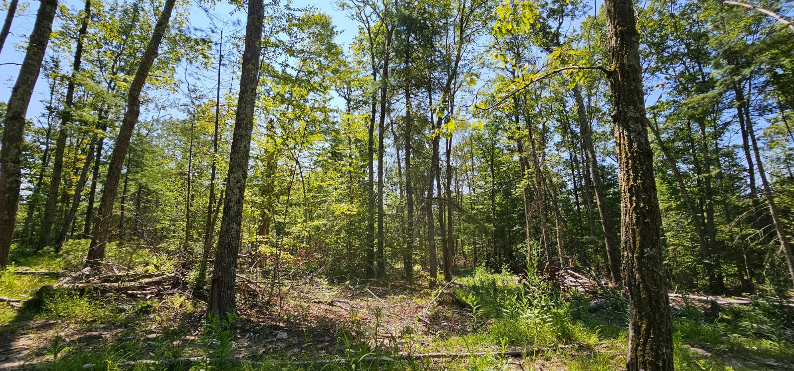 #5 photo, Lot 8.1 Eckes Road, Narrowsburg , NY 12764