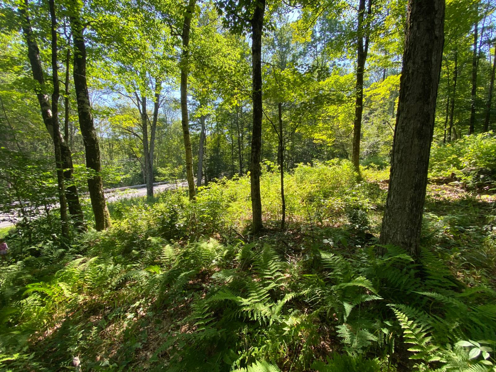 #10 photo, 00 County Hwy 14, East Meredith , NY 13757