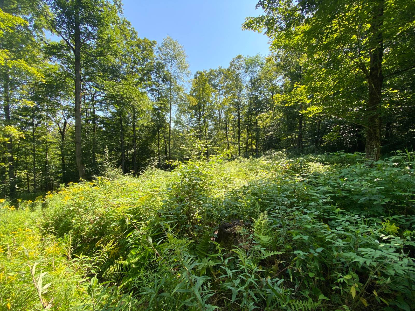 #8 photo, 00 County Hwy 14, East Meredith , NY 13757