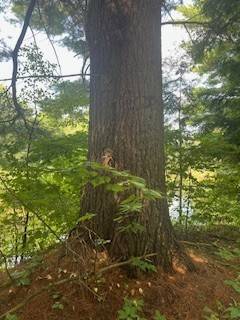 #10 photo, 0 Garrison Rd, #8, Pitcairn , NY 13648