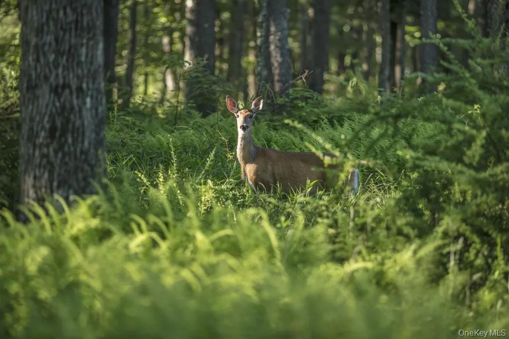 #12 photo, Lot 1 Woodstone Trail, Smallwood , NY 12737