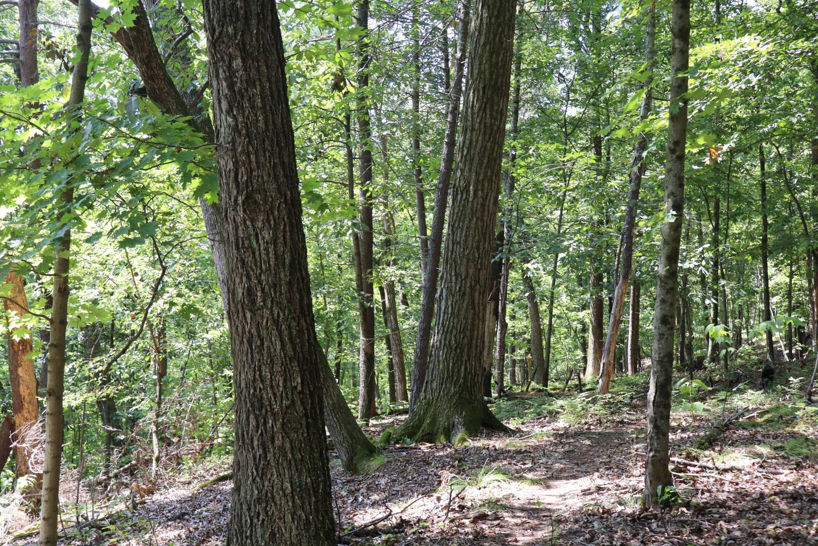 #37 photo, 2050 Sawkill-Ruby Road, Kingston , NY 12401