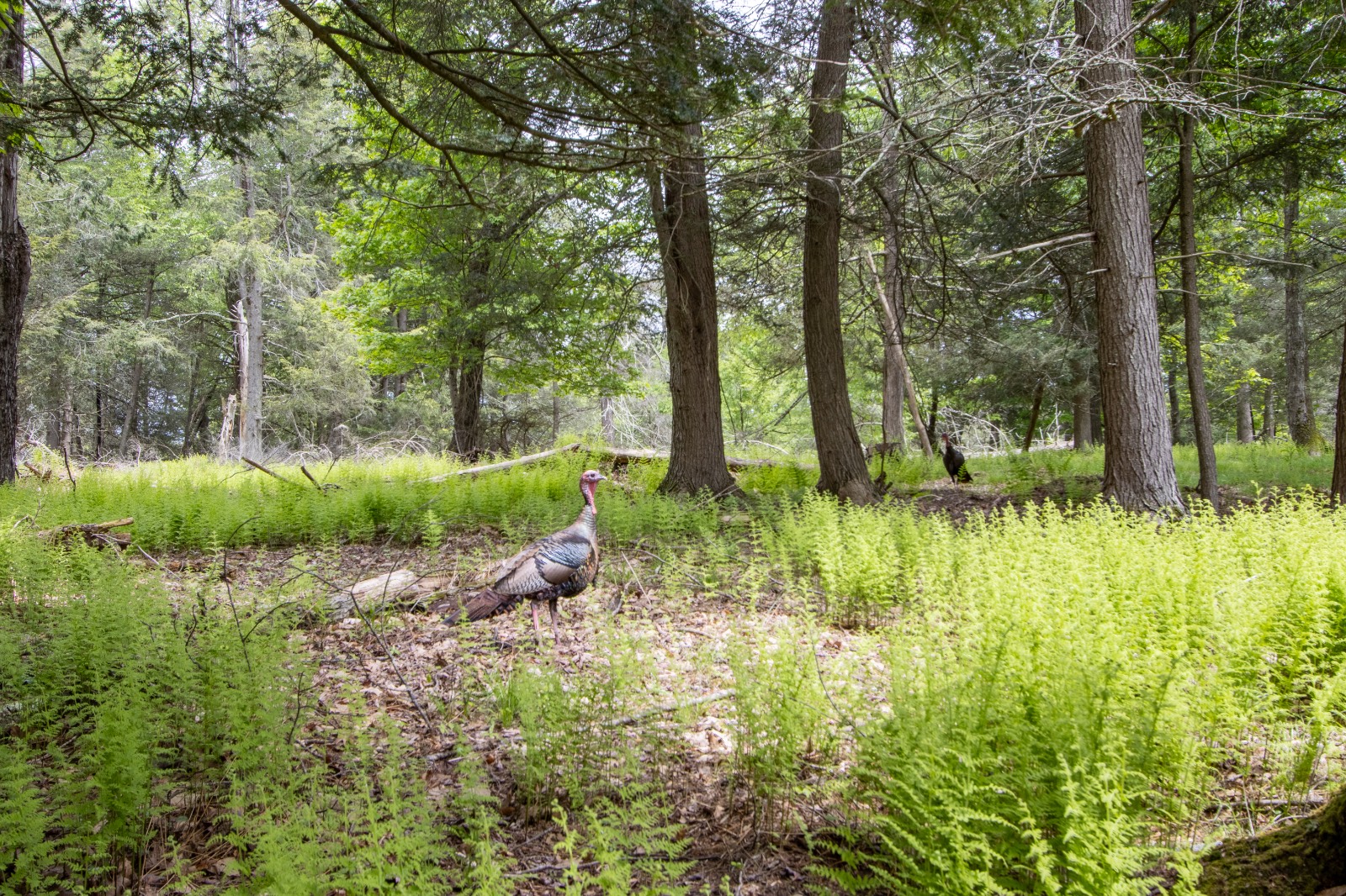 #19 photo, 0 Perkins Rd, Hancock , NY 13783