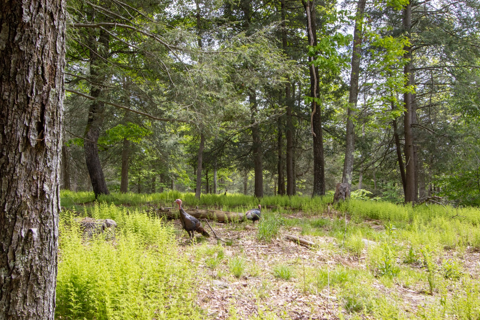 #20 photo, 0 Perkins Rd, Hancock , NY 13783