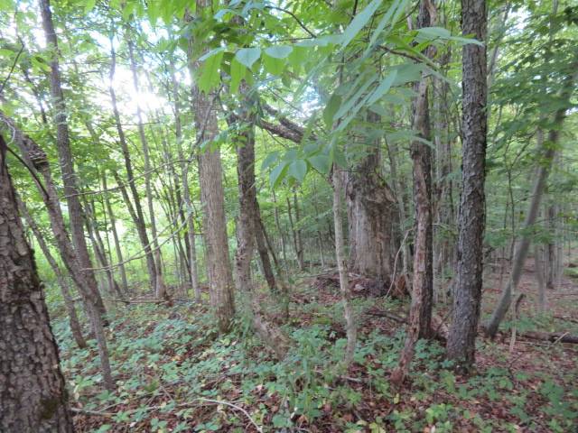 #4 photo, 19 Goose Point Rd, Camden , NY 13316