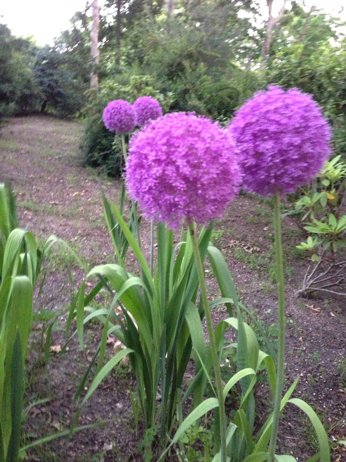 #28 photo, 11 West Drive, サフォーク郡 East Hampton , NY 11937