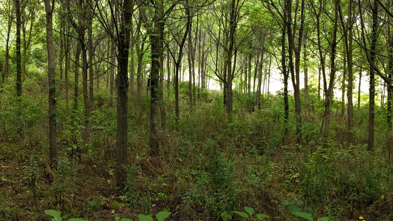 #10 photo, 00 County Rd 14, Earlville , NY 13332