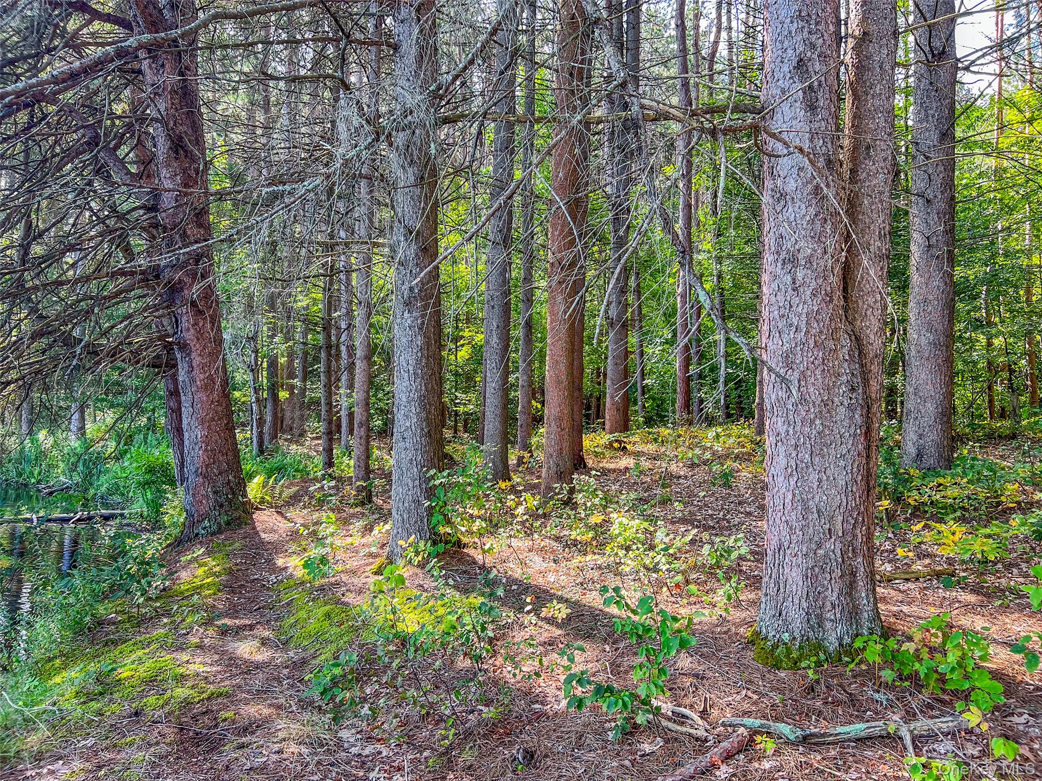 #10 photo, Masonville Pond Cummings Road, Call Listing Agent , NY 