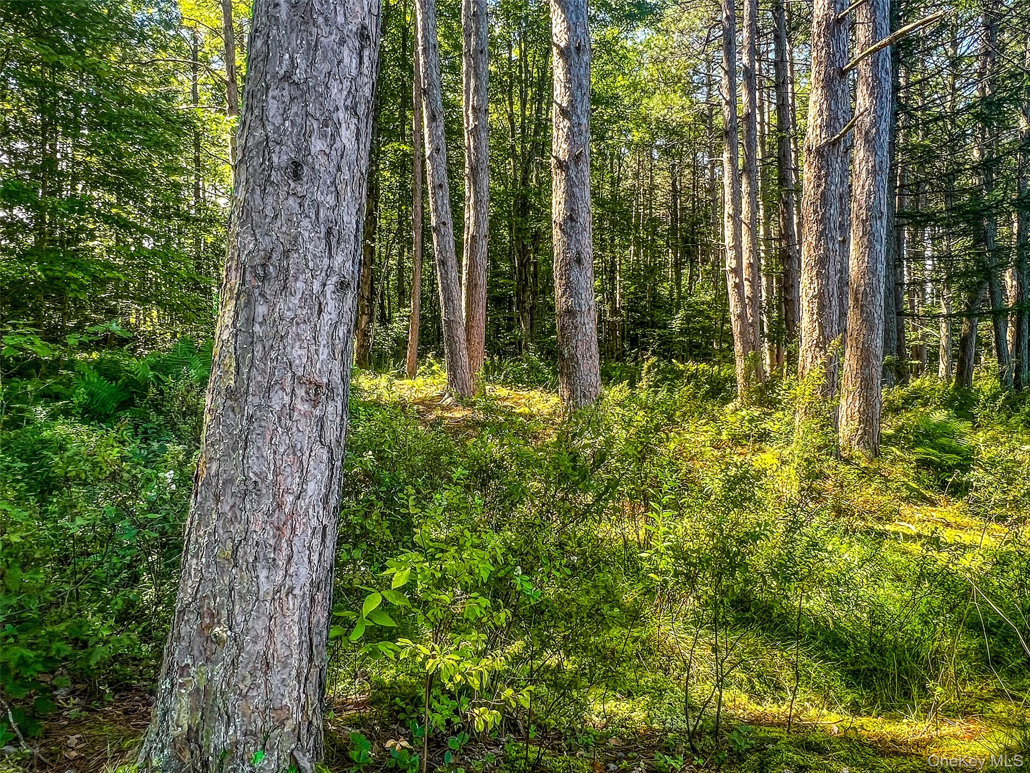 #15 photo, Masonville Pond Cummings Road, Call Listing Agent , NY 