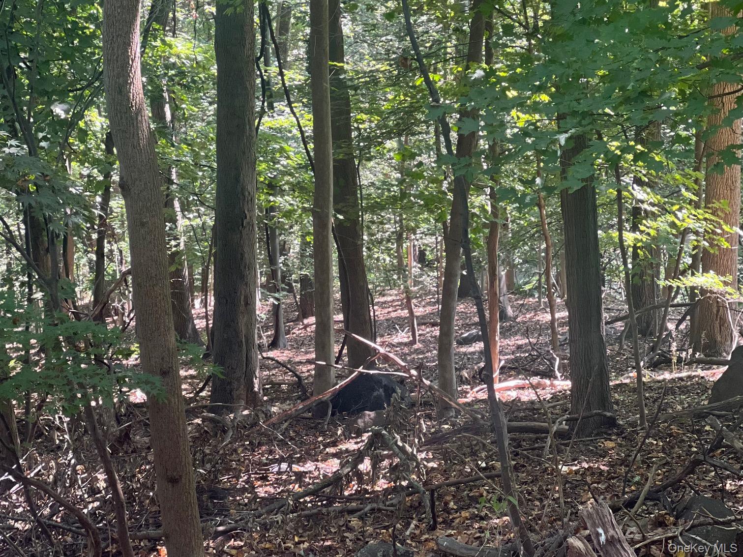 #4 photo, 903 Route 9W, Nyack , NY 10960