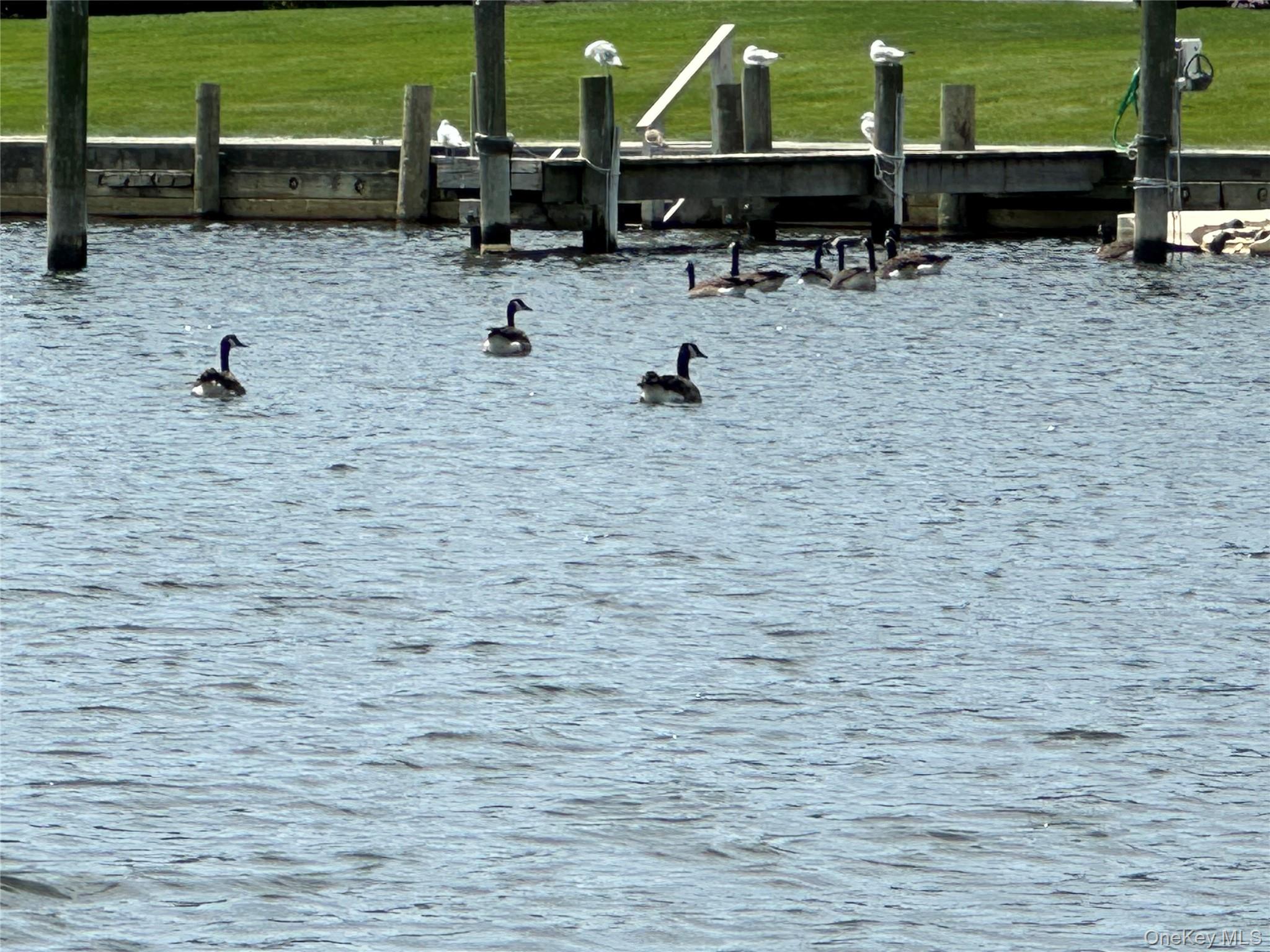 #19 photo, 151 Fairharbor Drive, サフォーク郡 Patchogue , NY 11772