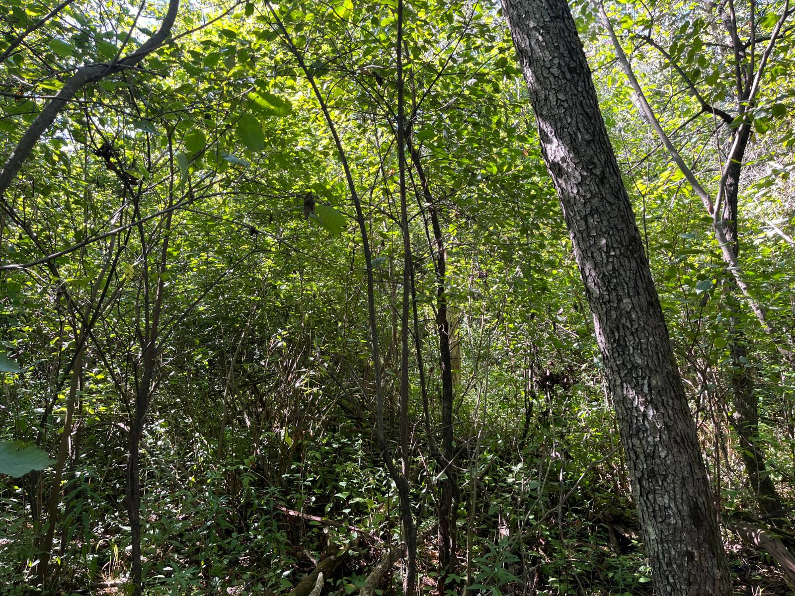 #10 photo, 00 County Route 47, #2, Winthrop , NY 13676