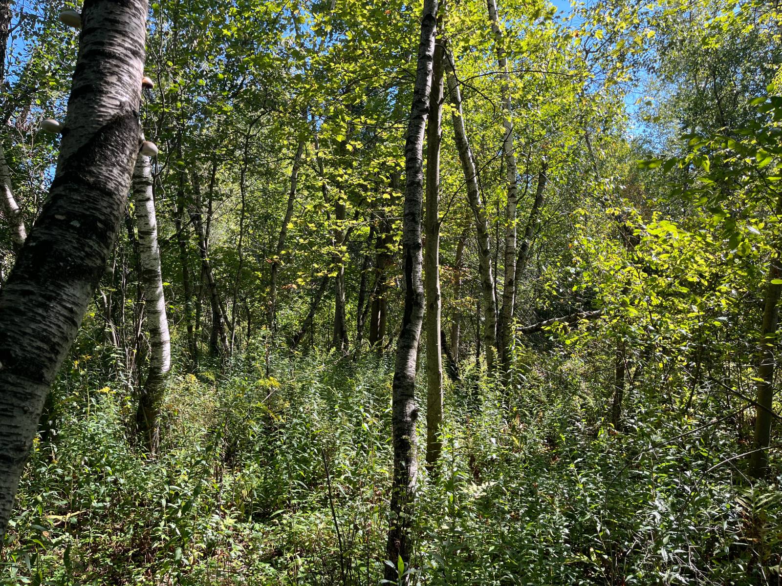 #17 photo, 00 County Route 47, #2, Winthrop , NY 13676