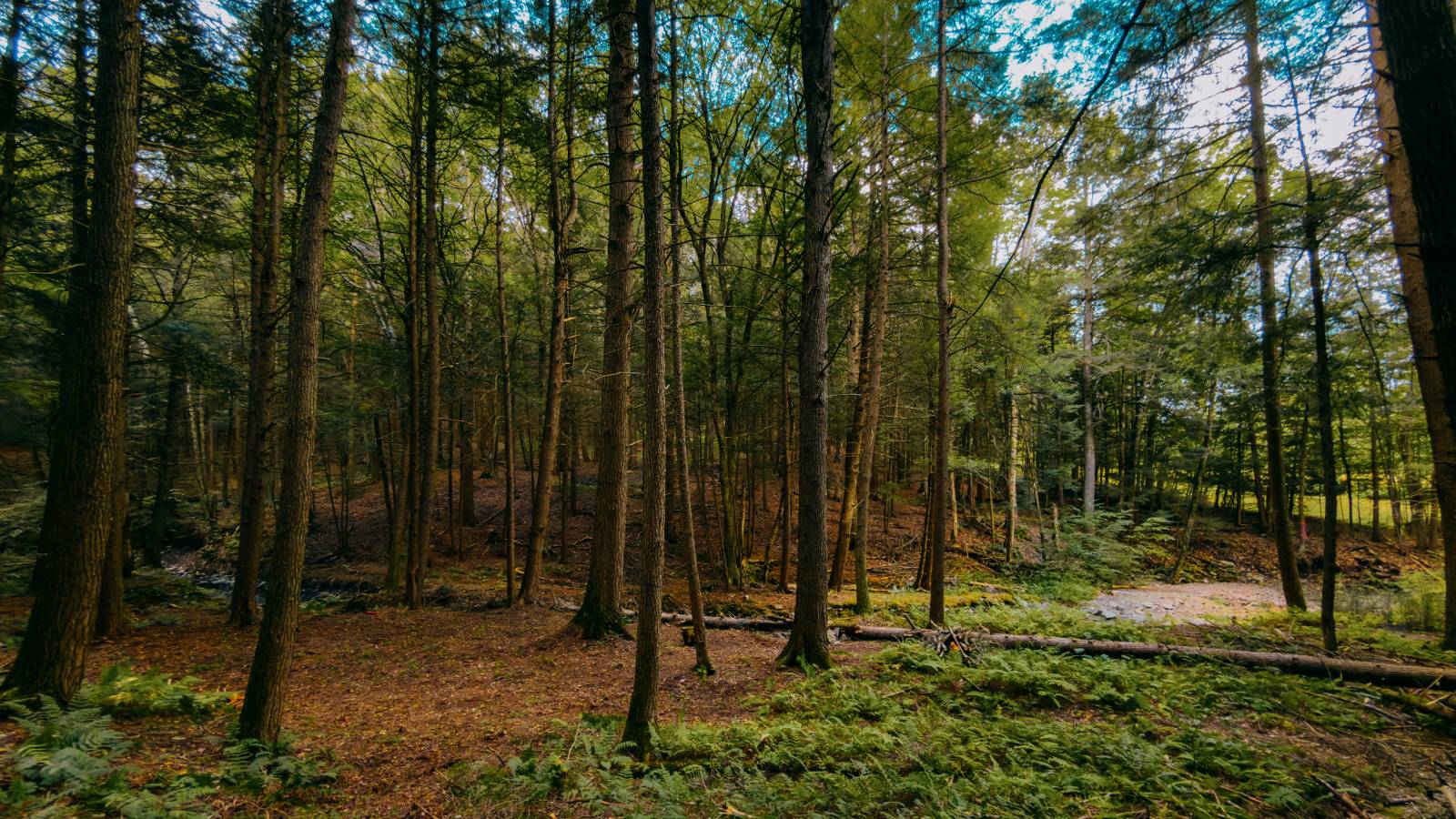 #10 photo, 0 Weidick Rd, Andes , NY 13731