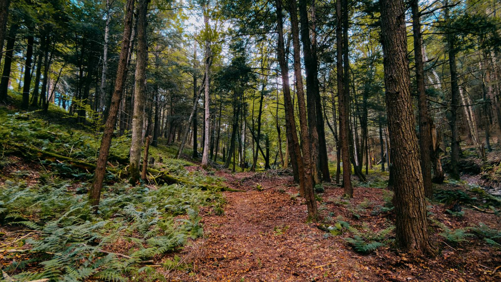 #11 photo, 0 Weidick Rd, Andes , NY 13731