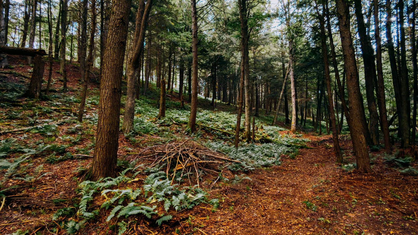 #13 photo, 0 Weidick Rd, Andes , NY 13731