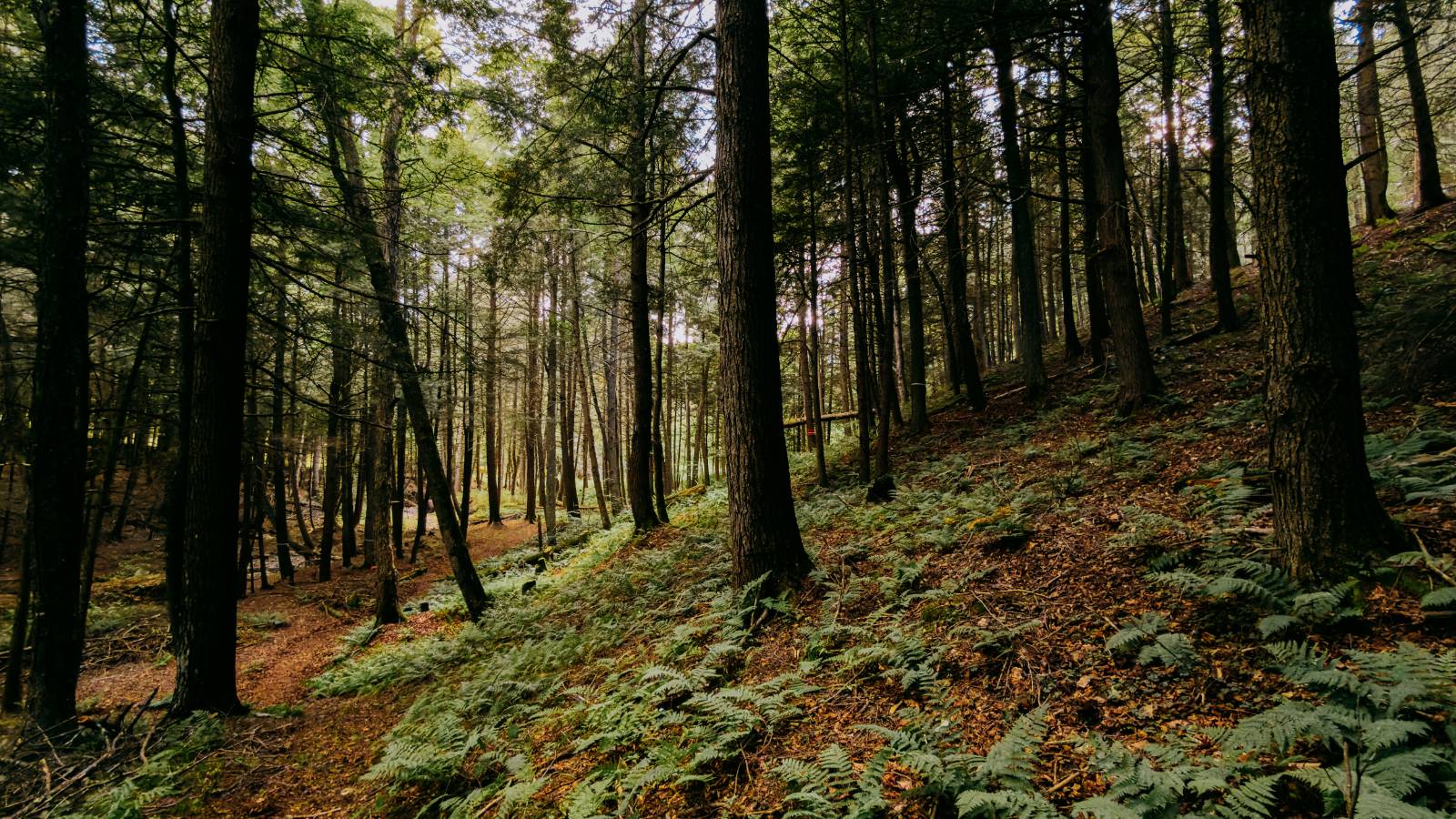 #14 photo, 0 Weidick Rd, Andes , NY 13731