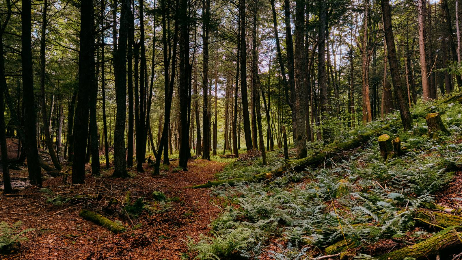 #15 photo, 0 Weidick Rd, Andes , NY 13731