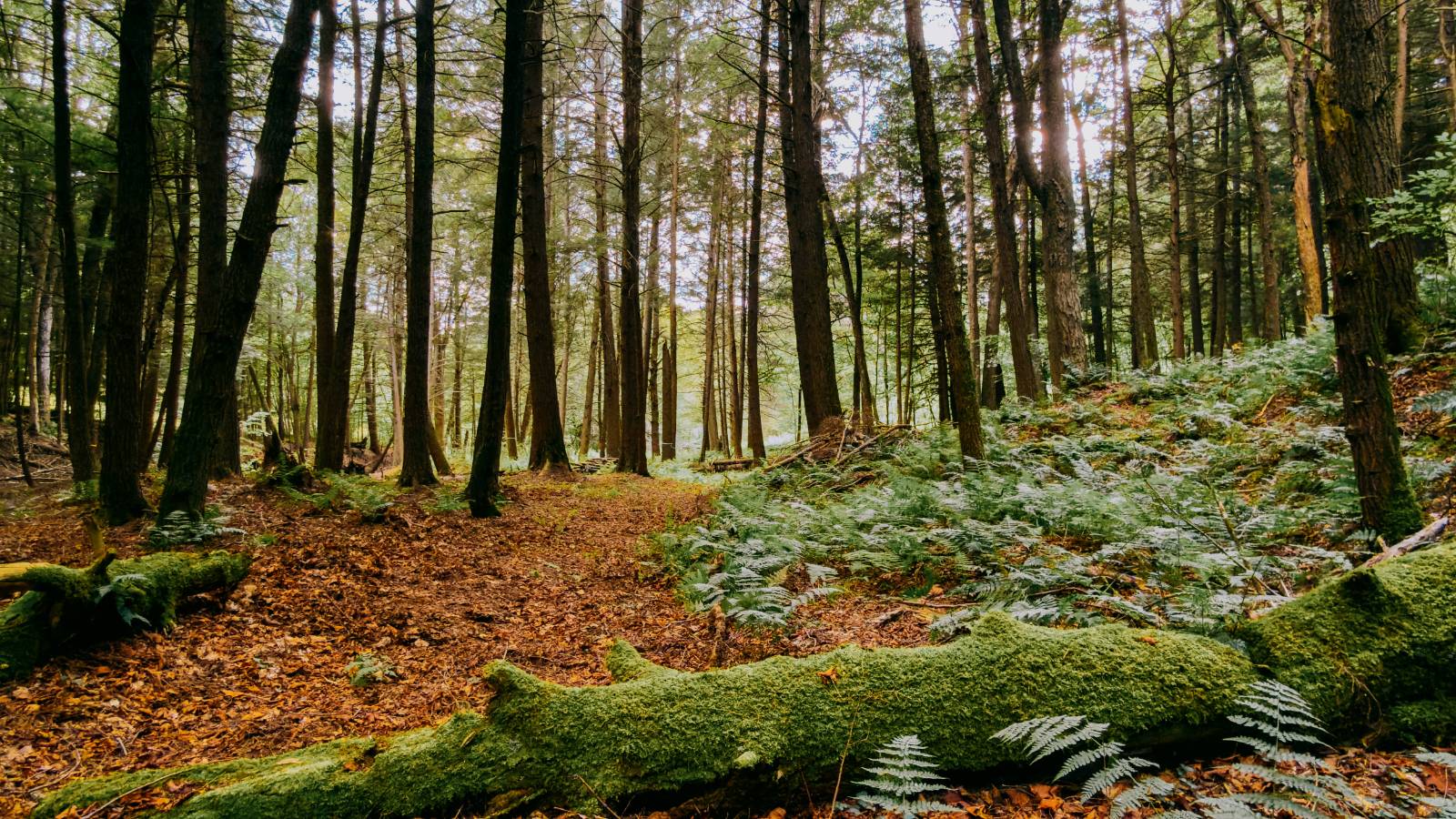 #16 photo, 0 Weidick Rd, Andes , NY 13731