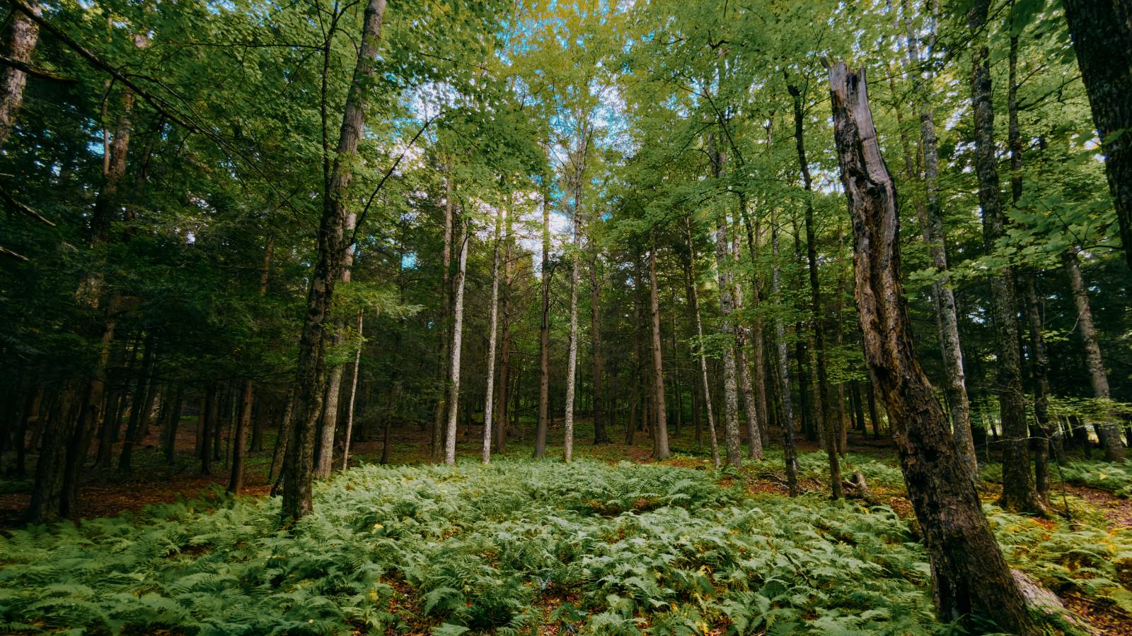 #19 photo, 0 Weidick Rd, Andes , NY 13731