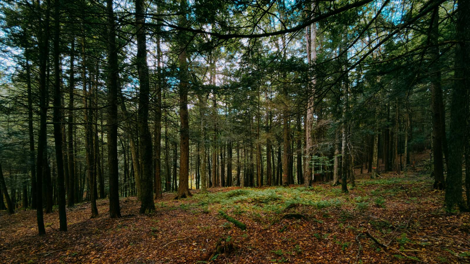 #20 photo, 0 Weidick Rd, Andes , NY 13731