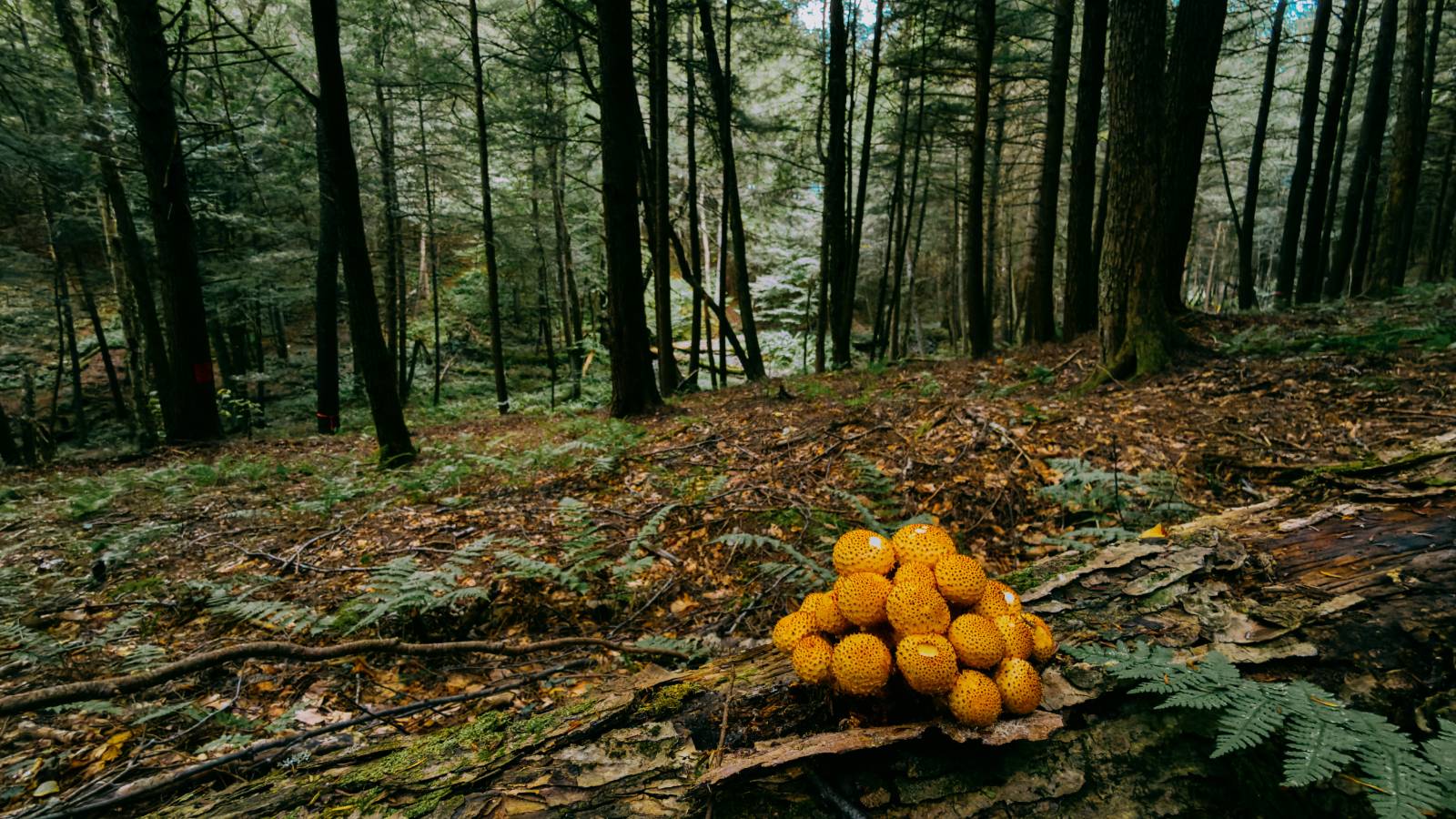 #21 photo, 0 Weidick Rd, Andes , NY 13731