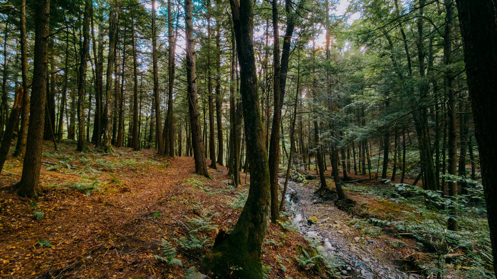 #22 photo, 0 Weidick Rd, Andes , NY 13731