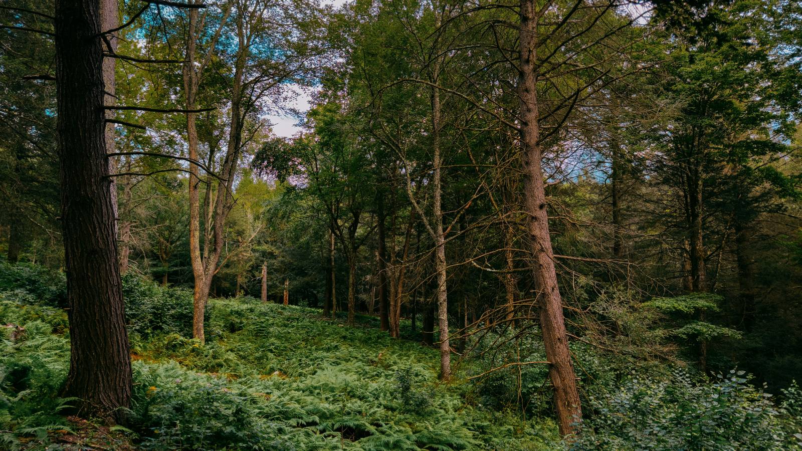 #25 photo, 0 Weidick Rd, Andes , NY 13731