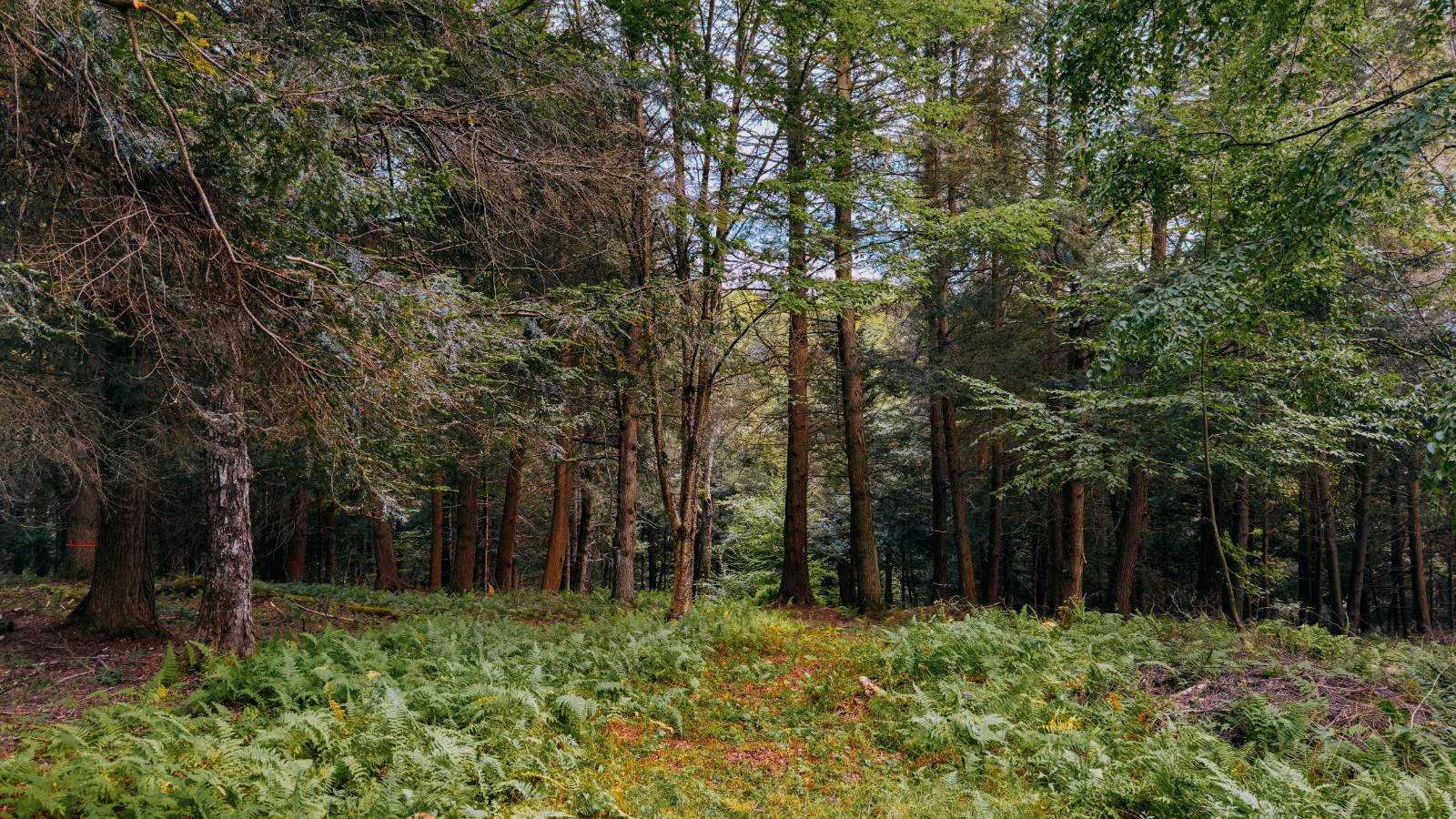 #5 photo, 0 Weidick Rd, Andes , NY 13731