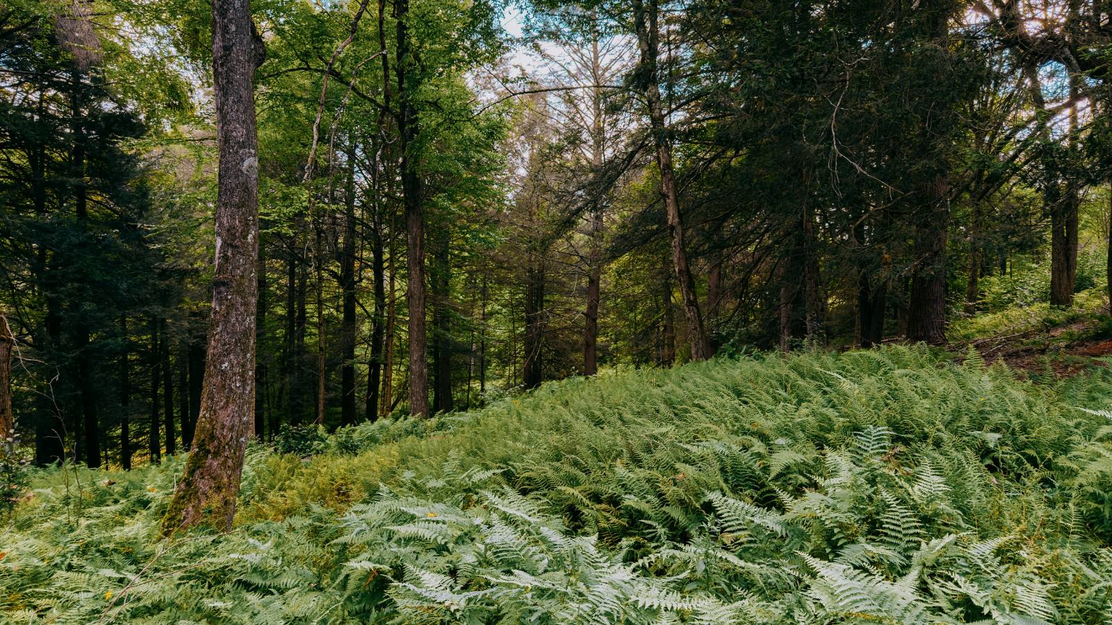 #6 photo, 0 Weidick Rd, Andes , NY 13731