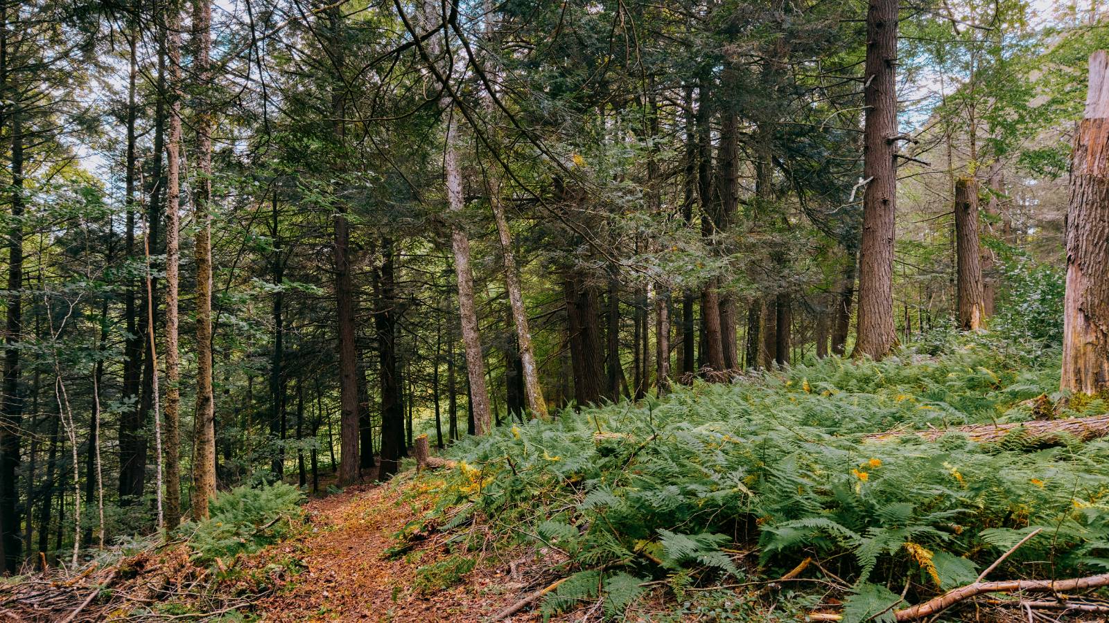 #7 photo, 0 Weidick Rd, Andes , NY 13731