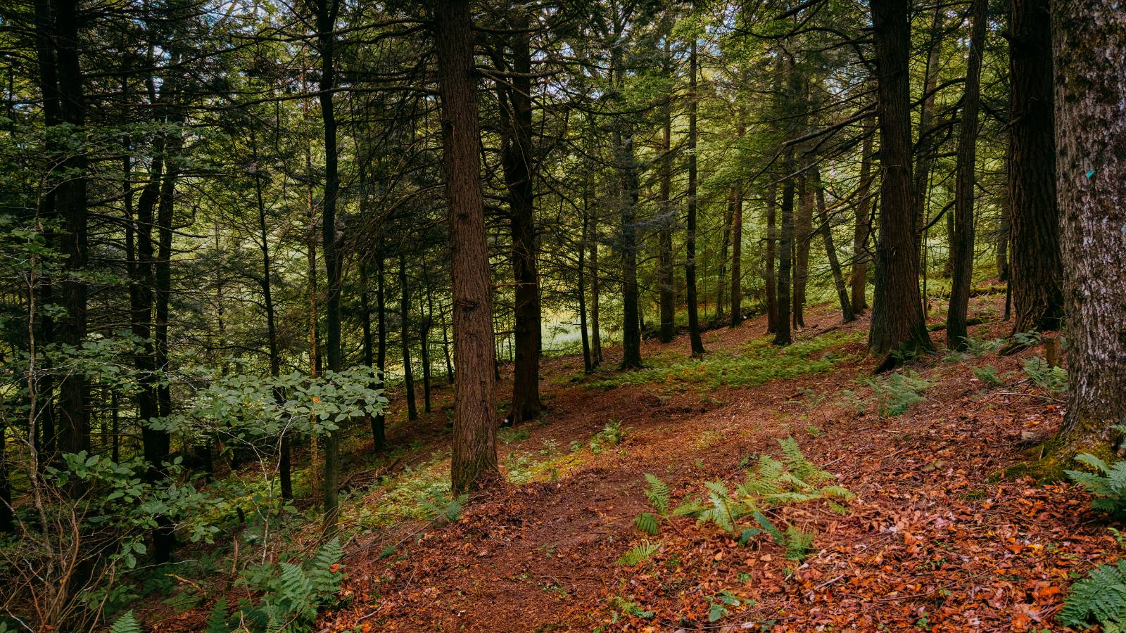 #8 photo, 0 Weidick Rd, Andes , NY 13731